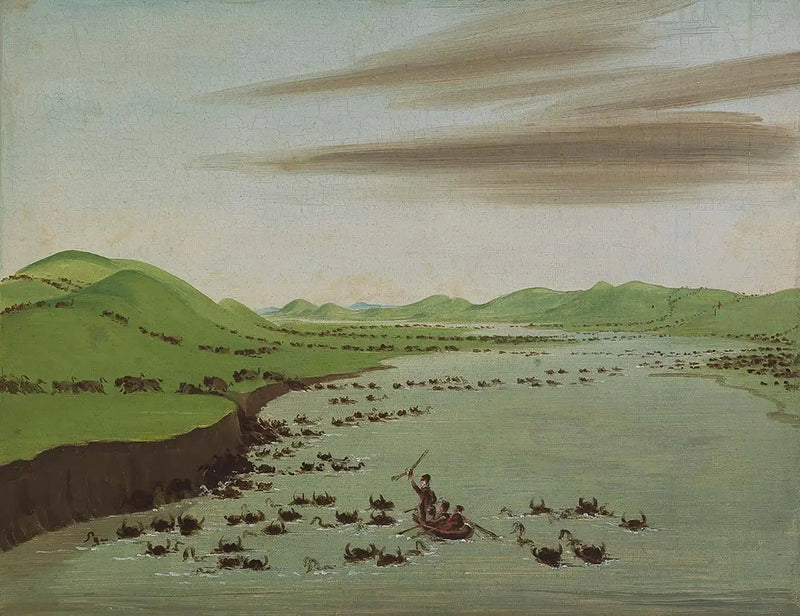 Branchi di bisonti che attraversano l'Alto Missouri - George Catlin