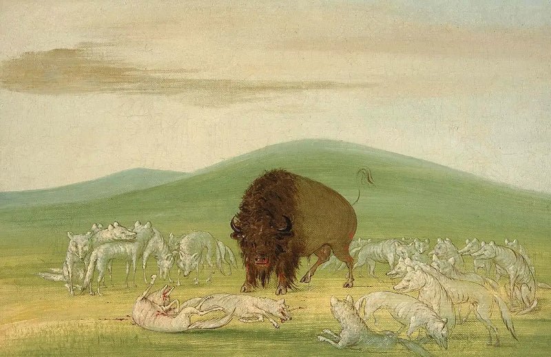 Un bisonte ferito circondato da lupi bianchi - George Catlin
