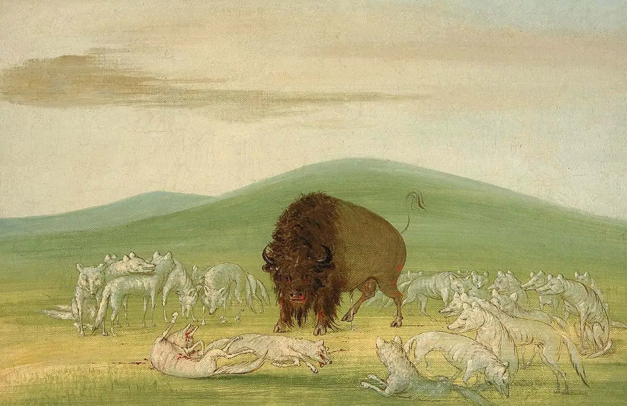 Un bisonte ferito circondato da lupi bianchi - George Catlin