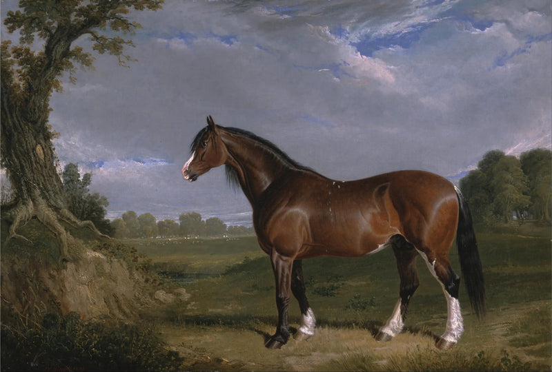Un cavallo Clydesdale - John Frederick Herring, Sr.