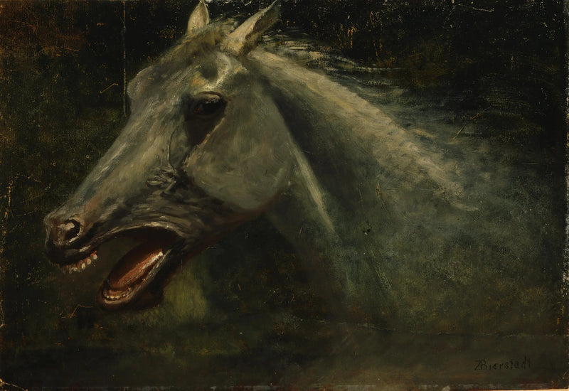 Un cavallo selvaggio - Albert Bierstadt