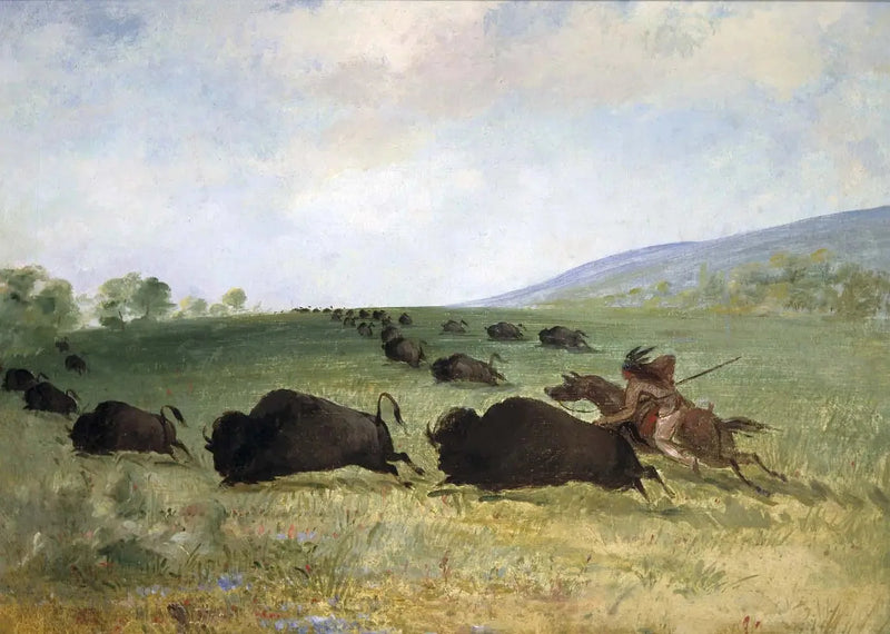 Un Indiano Osage lancia un bufalo - George Catlin