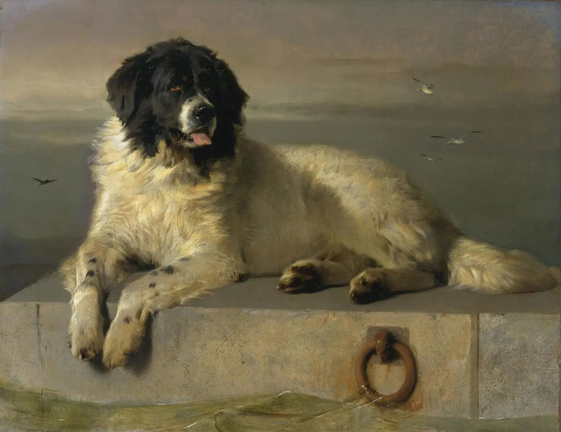 Un membro distingué della Humane Society - Edwin Henry Landseer