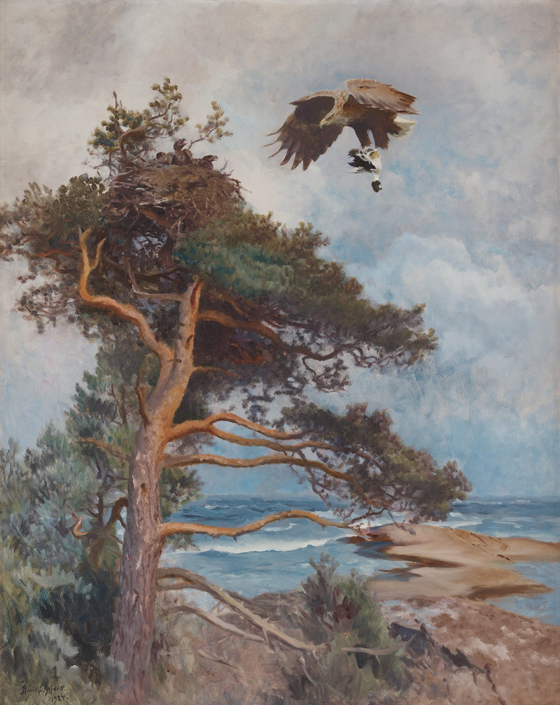 Un'aquila di mare dalla coda bianca trasporta la sua preda (un quattrocchi) al nido. -Bruno Liljefors