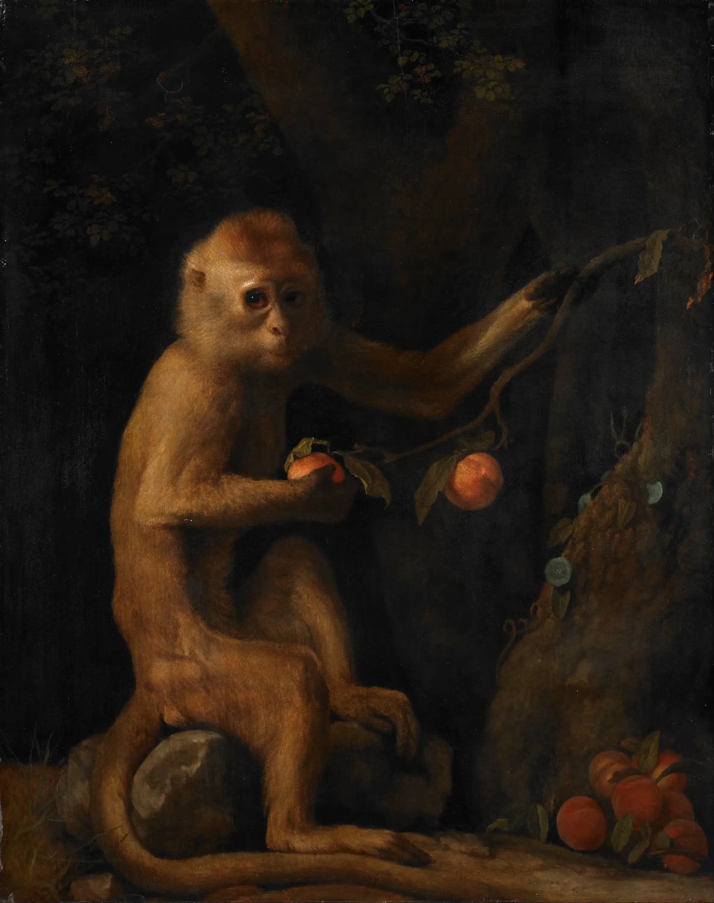 Un singe - George Stubbs - Alpha Reproduction