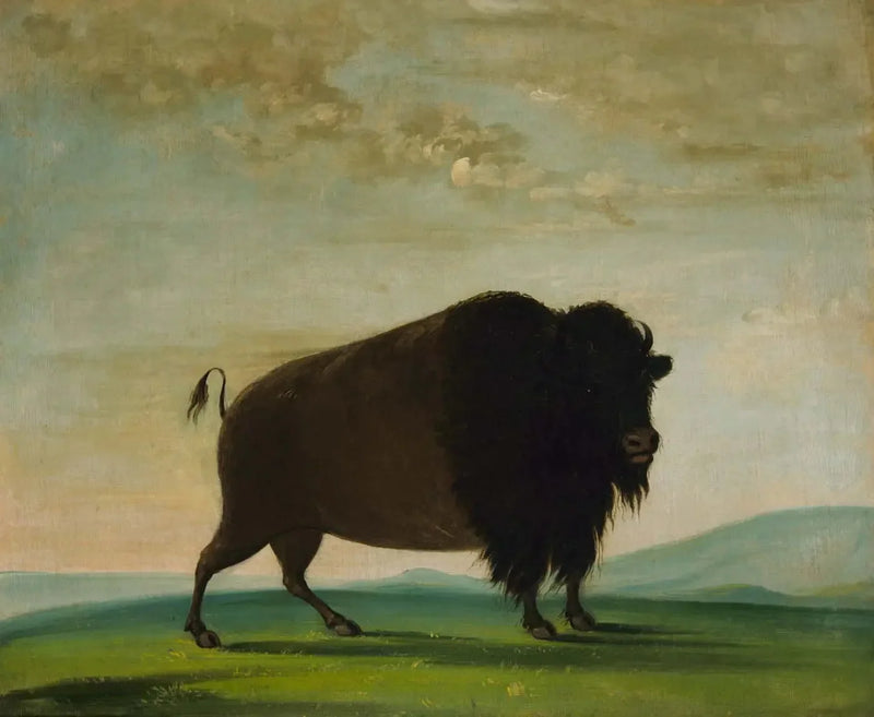 Mucca bisonti che brucano nella prateria - George Catlin