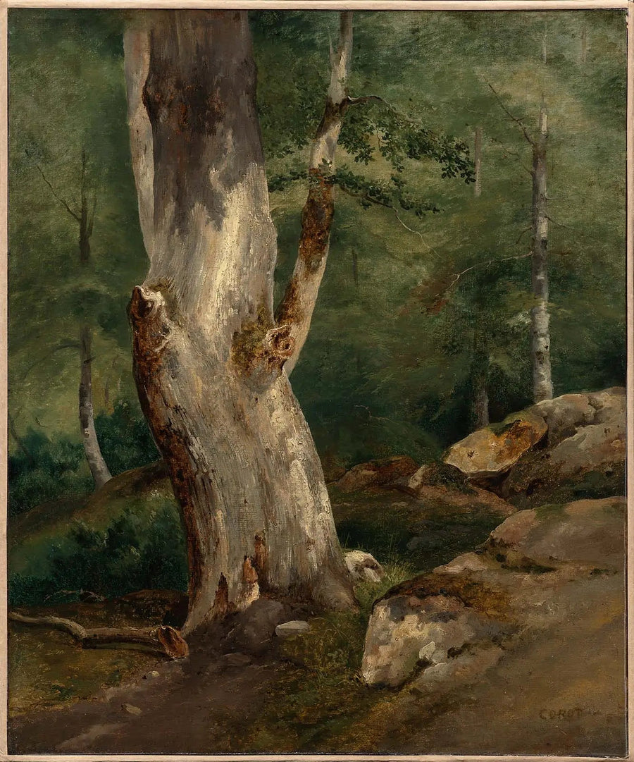 Vecchio faggio - Jean-Baptiste Camille Corot