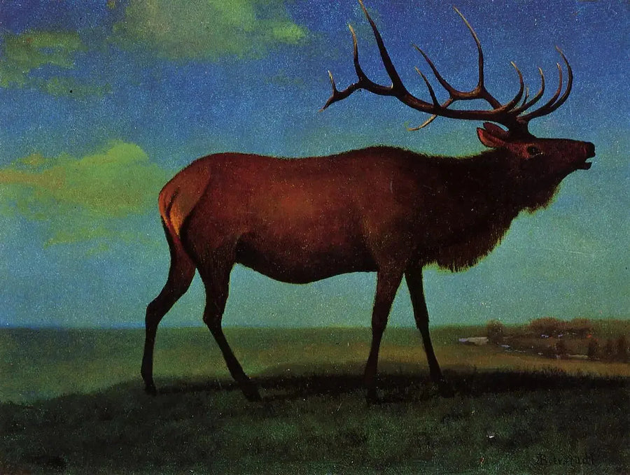 Wapiti maschio - Albert Bierstadt